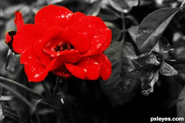 Red Flower